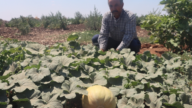 Asırlık tatlar sofralara gelmeye başladı
Şanlıurfa'da ata tohumları ürün vermeye başladı
Şanlıurfalı çiftçiler atalarının mirasından vazgeçmiyor