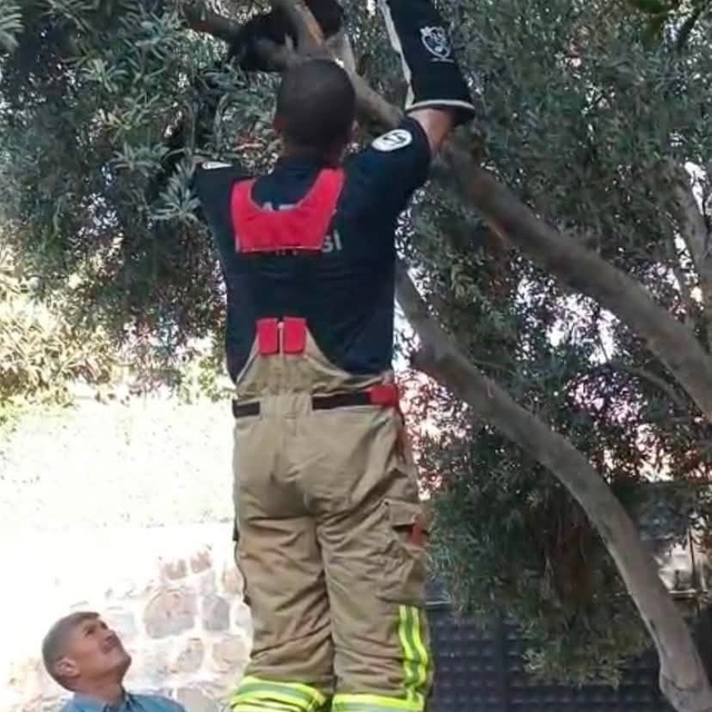 Patisi ağacın dalına sıkışan kedinin yardımına itfaiye yetişti
