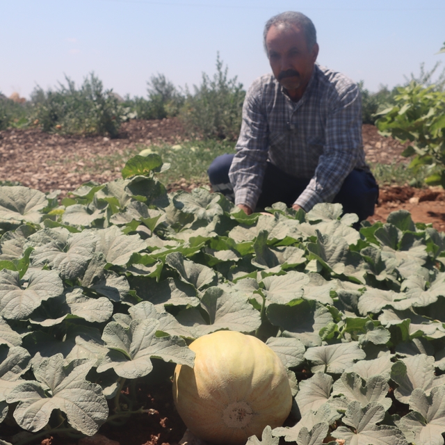 Asırlık tatlar sofralara gelmeye başladı
Şanlıurfa'da ata tohumları ürün ve...