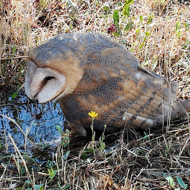 Sivas'ta bitkin halde bulunan peçeli baykuş, tedaviye alındı
