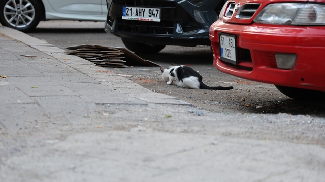 Uzmanından kritik kuduz uyarısı: Kedi tırmalamasıyla da bulaşabilir
Kedi ve köpek temasındaki kuduz alarmında ilk 48 saate dikkat
Hayvan Hastanesi Başhekimi Prof. Dr. Hasan İçen:
"Eğer ayaktan ısırılmışsa bu süre 1-3 yıla kadar uzayabilir. Ama eğer kafaya yakın bir bölgeden ısırılmışsa bu 2 ila 4 ay arasındadır"
"Literatürde ayak parmağından ısırılıp, 11 yıl sonra kuduran bir vaka bildirilmiştir"