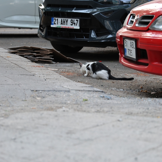 Uzmanından kritik kuduz uyarısı: Kedi tırmalamasıyla da bulaşabilir
Kedi ve...