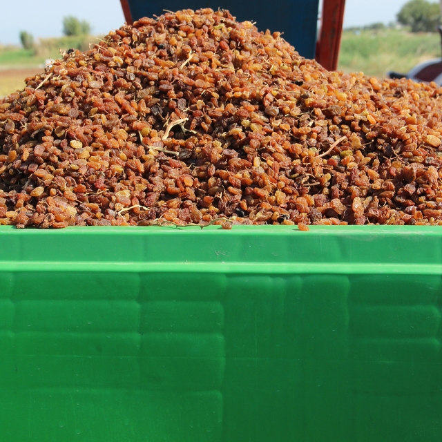 Organik kuru üzüm üreticisinin hasat yükü 'Box' ile hafifledi