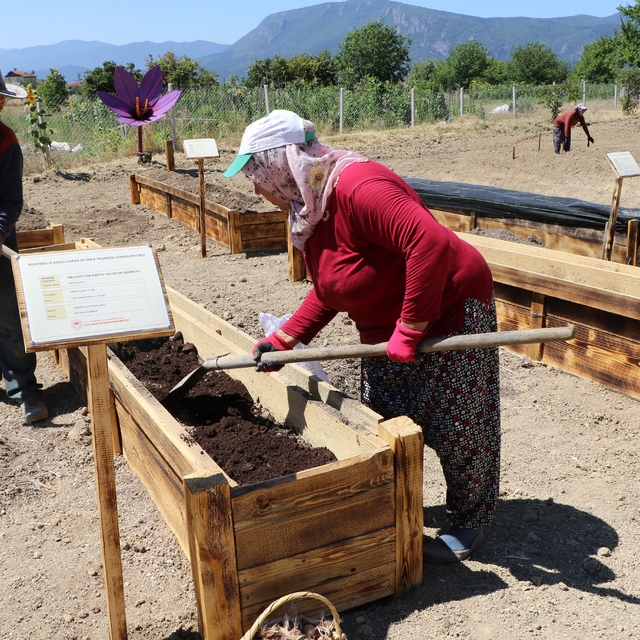 "Dünyanın en pahalı baharatı" köstebeklerden korunacak
Boya, gıda, ilaç ve...