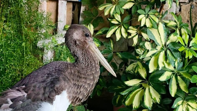 Uçamaz halde bulunan  'karaleylek' korumaya alındı