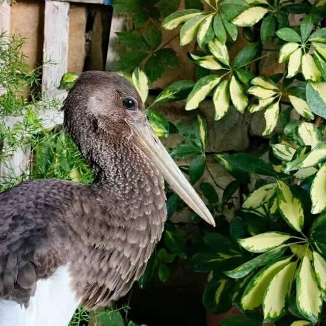 Uçamaz halde bulunan  'karaleylek' korumaya alındı