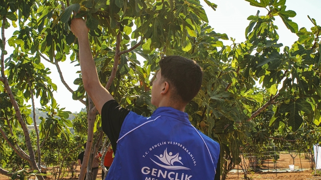 Germencik'te gönüllü gençler incir hasadına katıldı