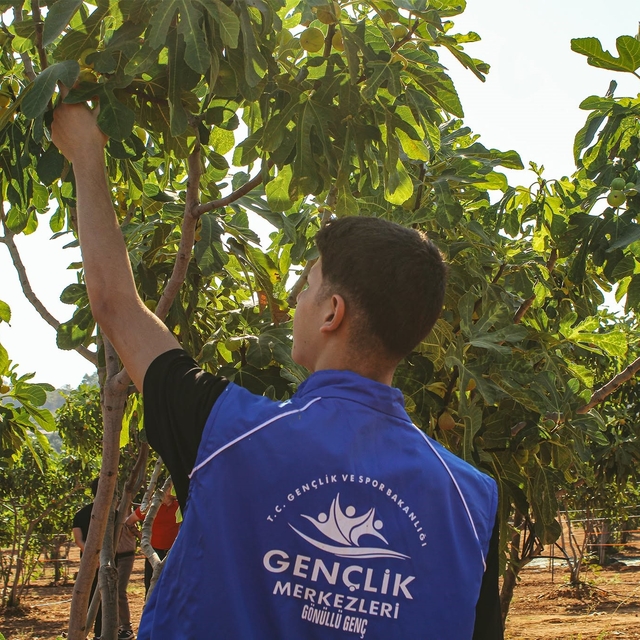 Germencik'te gönüllü gençler incir hasadına katıldı