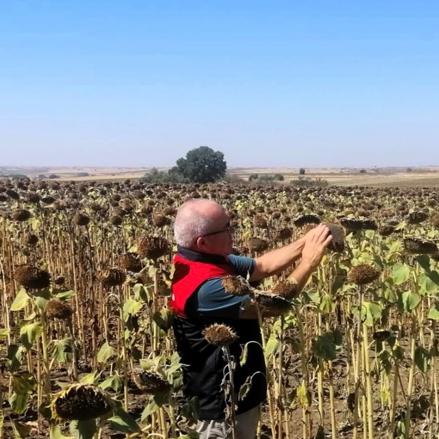Kırklareli'nde TAKE projesiyle ekimi yapılan ayçiçekleri kontrol edildi
