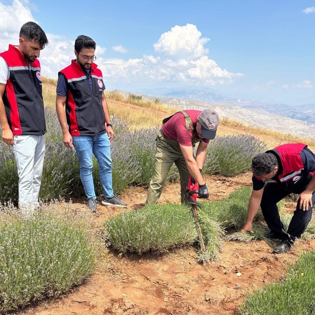 Kemah'ta mor bereket: Lavanta hasadı başladı
