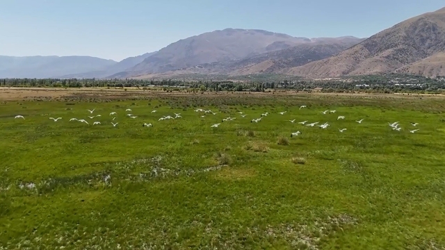 Göç yolundaki leyleklerin Erzincan molası havadan görüntülendi