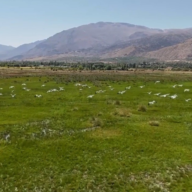 Göç yolundaki leyleklerin Erzincan molası havadan görüntülendi