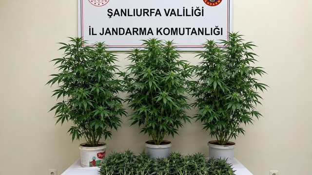 Bozova'da 13 kenevir bitkisi ele geçirildi