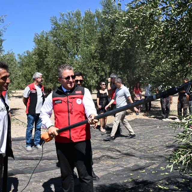 Dikili'de sezonun ilk zeytin hasadı başladı