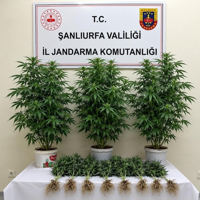 Bozova'da 13 kenevir bitkisi ele geçirildi