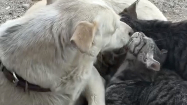 Köpek yavru kedilere annelik yapıyor