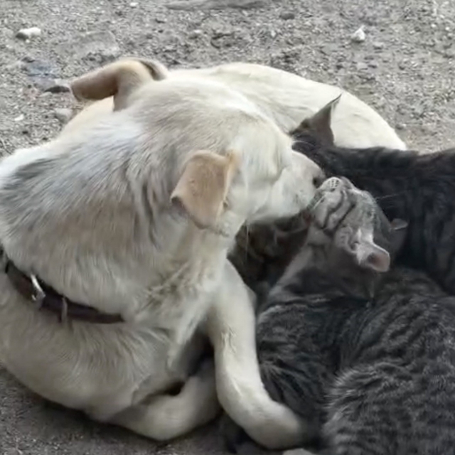 Köpek yavru kedilere annelik yapıyor