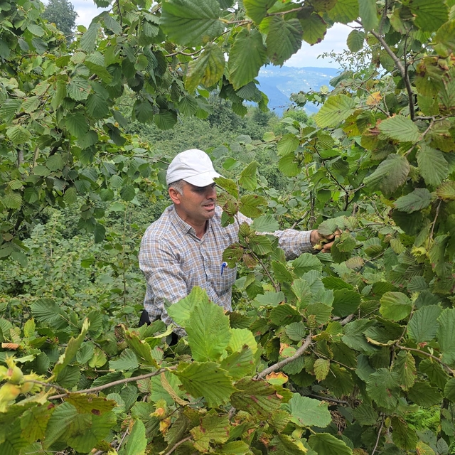 Ordu'da hayır için bağışlanan 1 ton fındık imece usulü toplandı
