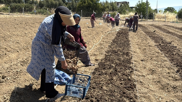 Kilosu 650 bin TL'den satılan safran toprakla buluştu