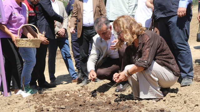 Safranova'da 7 dekarlık alana 500 kilo safran soğanı dikildi
Dünyanın en pahalı baharatı için soğan dikimi sürüyor