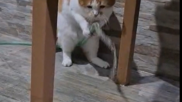 Kedi 'Balım', patisiyle hortumu kaldırıp su içti