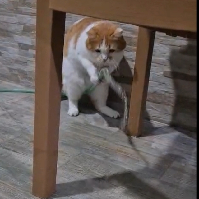 Kedi 'Balım', patisiyle hortumu kaldırıp su içti