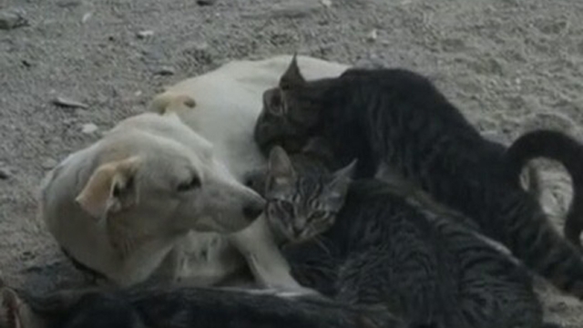 Köpek, kedi yavrularını emzirirken görüntülendi
