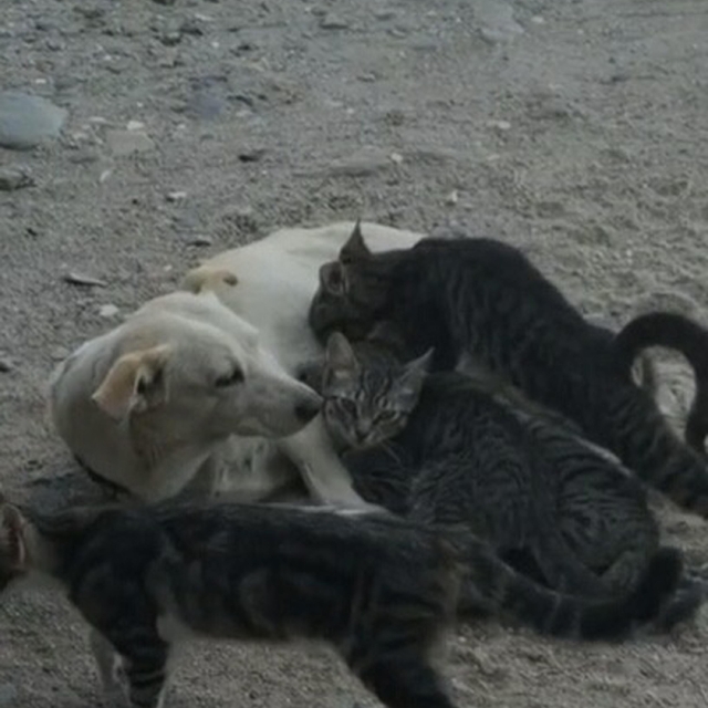 Köpek, kedi yavrularını emzirirken görüntülendi