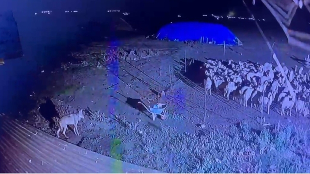 Kars'ta gece yarısı yerleşim yerine inen kurt güvenlik kamerasında