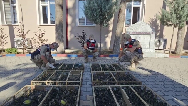 Suriye'ye geçirilmek istenen 2 bin 114 saka kuşuna 19 milyon 871 bin TL ceza