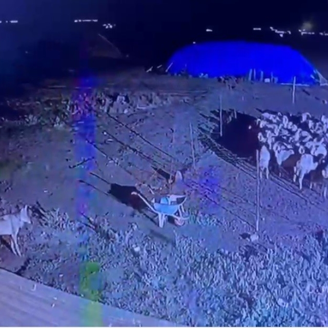 Kars'ta gece yarısı yerleşim yerine inen kurt güvenlik kamerasında