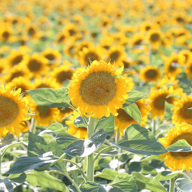 Aksaray'dan Avrupa ve Japonya'ya 500 ton ayçiçeği balı ihracatı