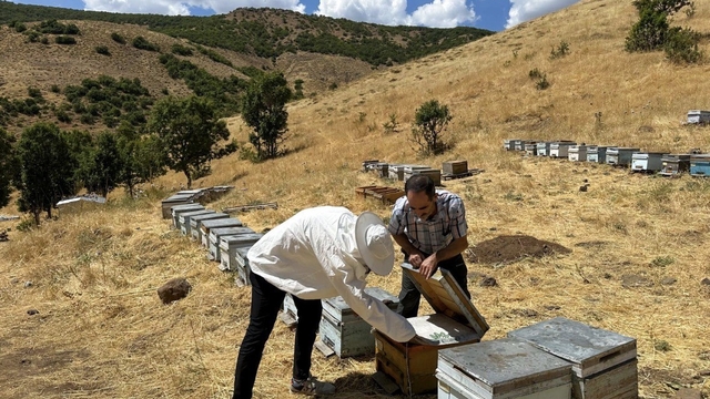 Bingöl'de arıcılara destekleme ve hastalık denetimi