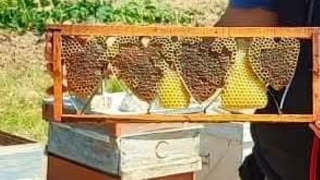Kovan denetiminde bulunan kalp şeklindeki petek görenleri şaşırttı