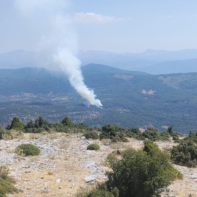 Muğla'da orman yangını