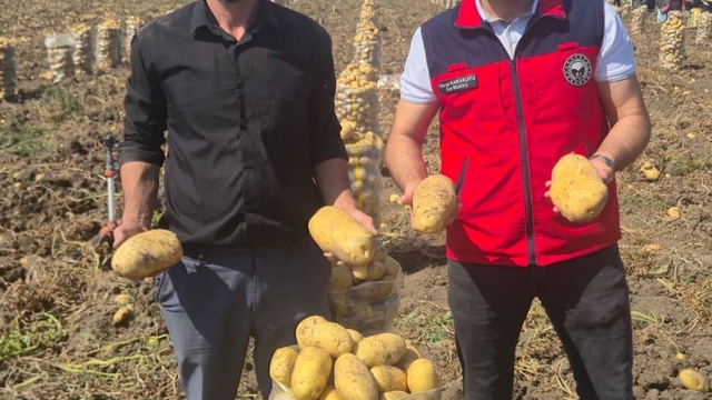Çölovası'nda patates hasadı sürüyor