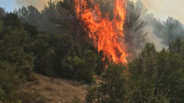 Muğla'da orman yangını