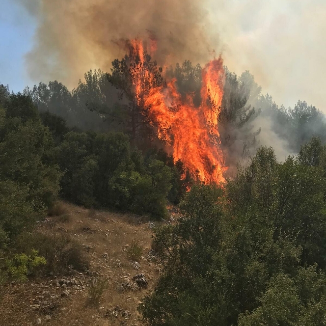 Muğla'da orman yangını