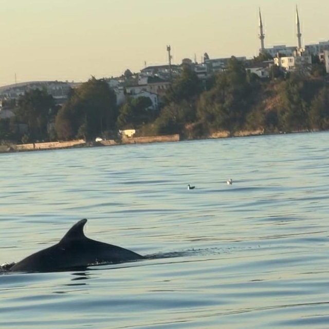 Tekirdağ açıklarında yunuslar tekneye eşlik etti
