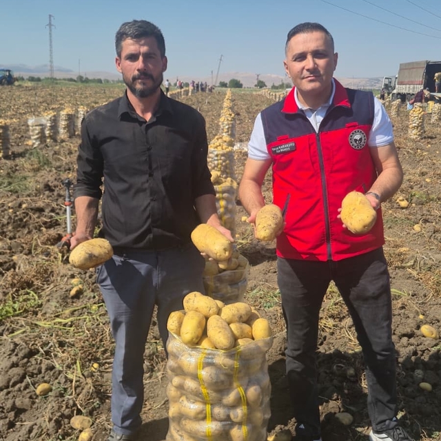 Çölovası'nda patates hasadı sürüyor