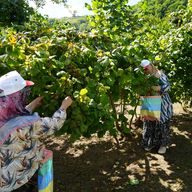 Yeşil altında orta kesim hasadı başladı: Samsun'da 115 bin ton fındık bekle...