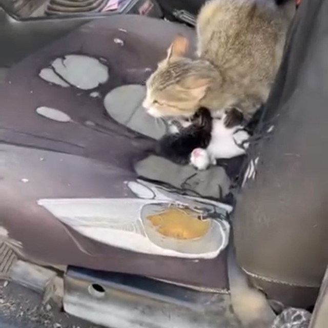 Otomobilin içinde yavruladı