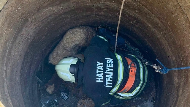 Antakya'da kuyuya düşen 2 koyun kurtarıldı