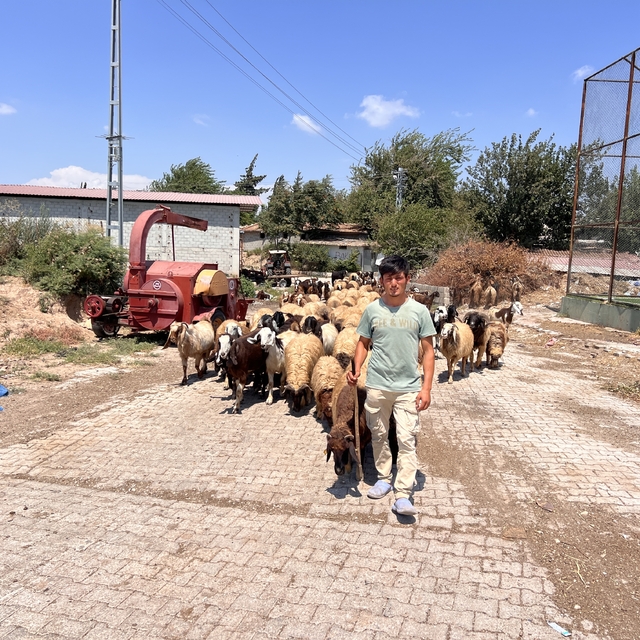 Öksüz ve yetim çoban Suriyeli Abdurrahman'dan kendine sahip çıkan aileye yü...