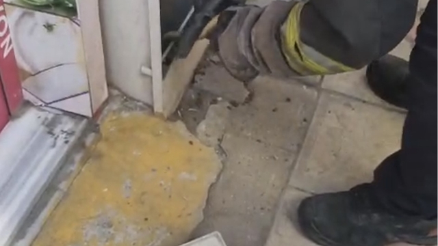 Tekirdağ'da doğalgaz kutusuna giren yılanı kedi fark etti