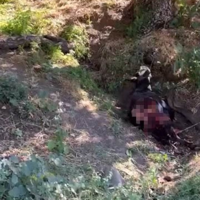 Baykan'da kurt saldırısında eşek telef oldu