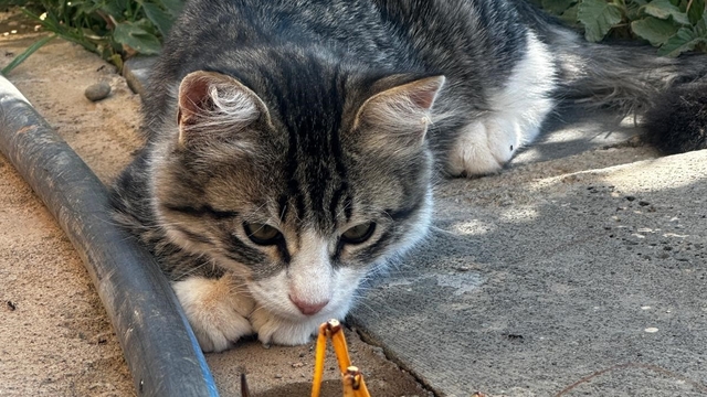 Kedi, dev etçil çekirgeyle fareyle oynar gibi oynadı