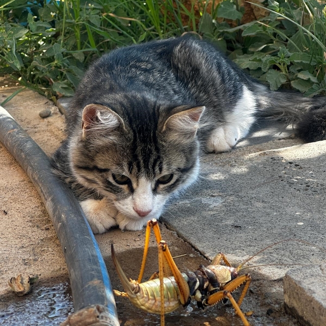 Kedi, dev etçil çekirgeyle fareyle oynar gibi oynadı