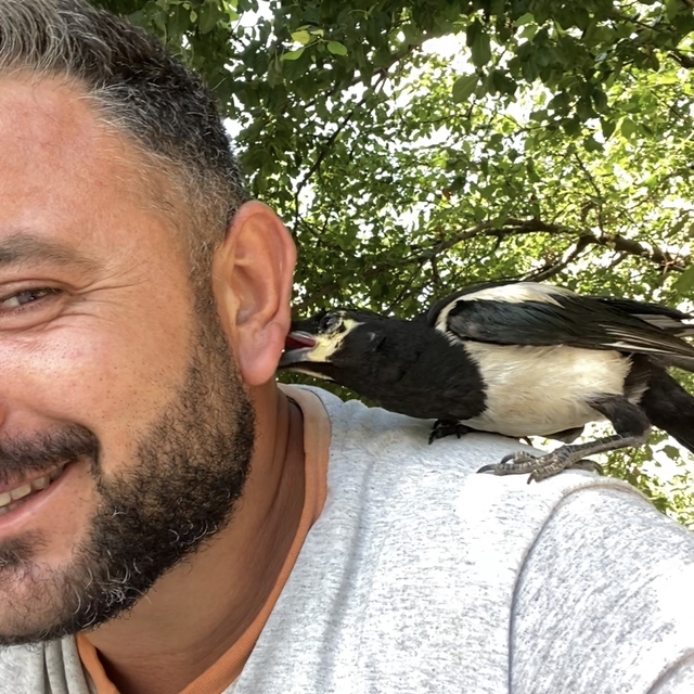 Perişan ismini verdiği saksağanı omuzundan indirmiyor