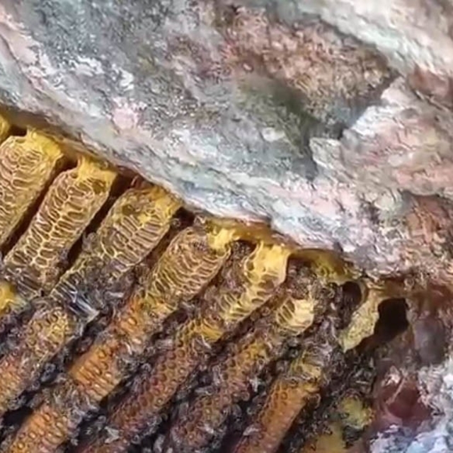 Bingöl'de kayalıklar arasında kilolarca bal çıkartıldı